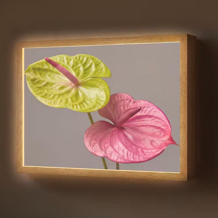 Lightbox - Wandlamp - Planten - Anthurium - Groen - Roze — 1