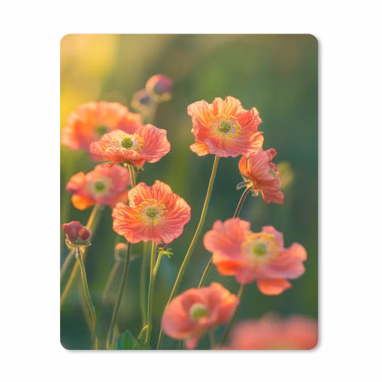 Muismat - Bloemenveld - Zonnestralen - Oranje — 1