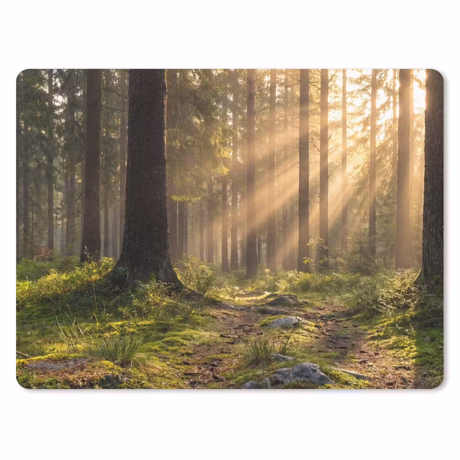 Muismat - Bos - Zonlicht - Gras — 1