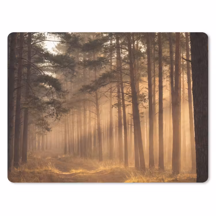 Muismat - Bos - Mist - Zonlicht — 1