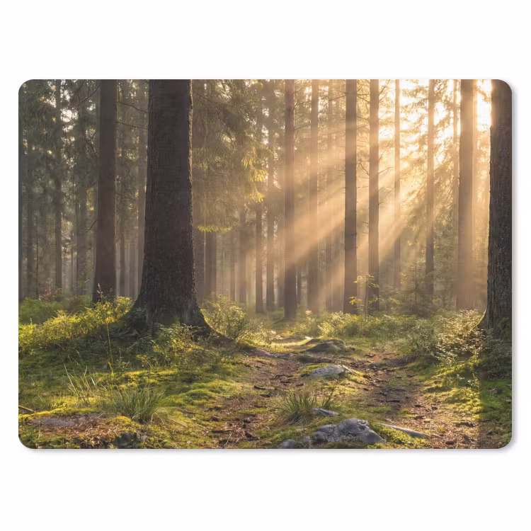 Muismat - Bos - Zonlicht - Gras — 1