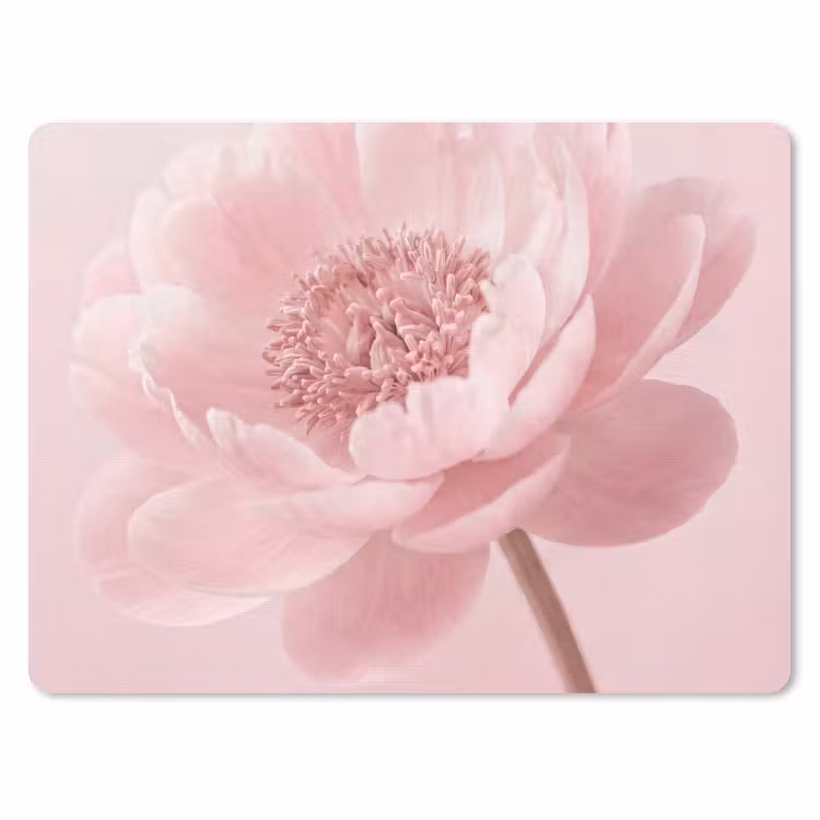Muismat - Bloem - Pioenroos - Roze — 1