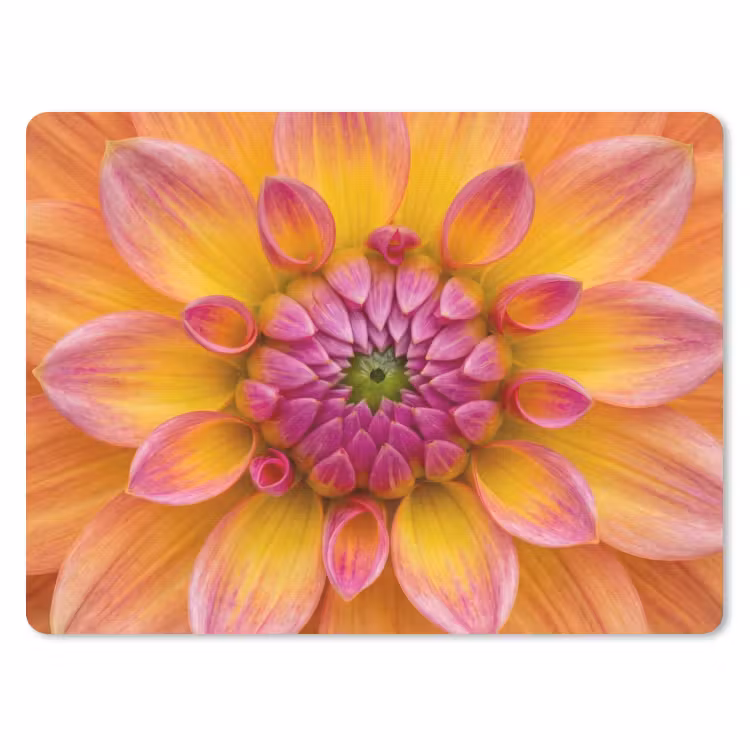 Muismat - Dahlia - Bloem - Oranje — 1