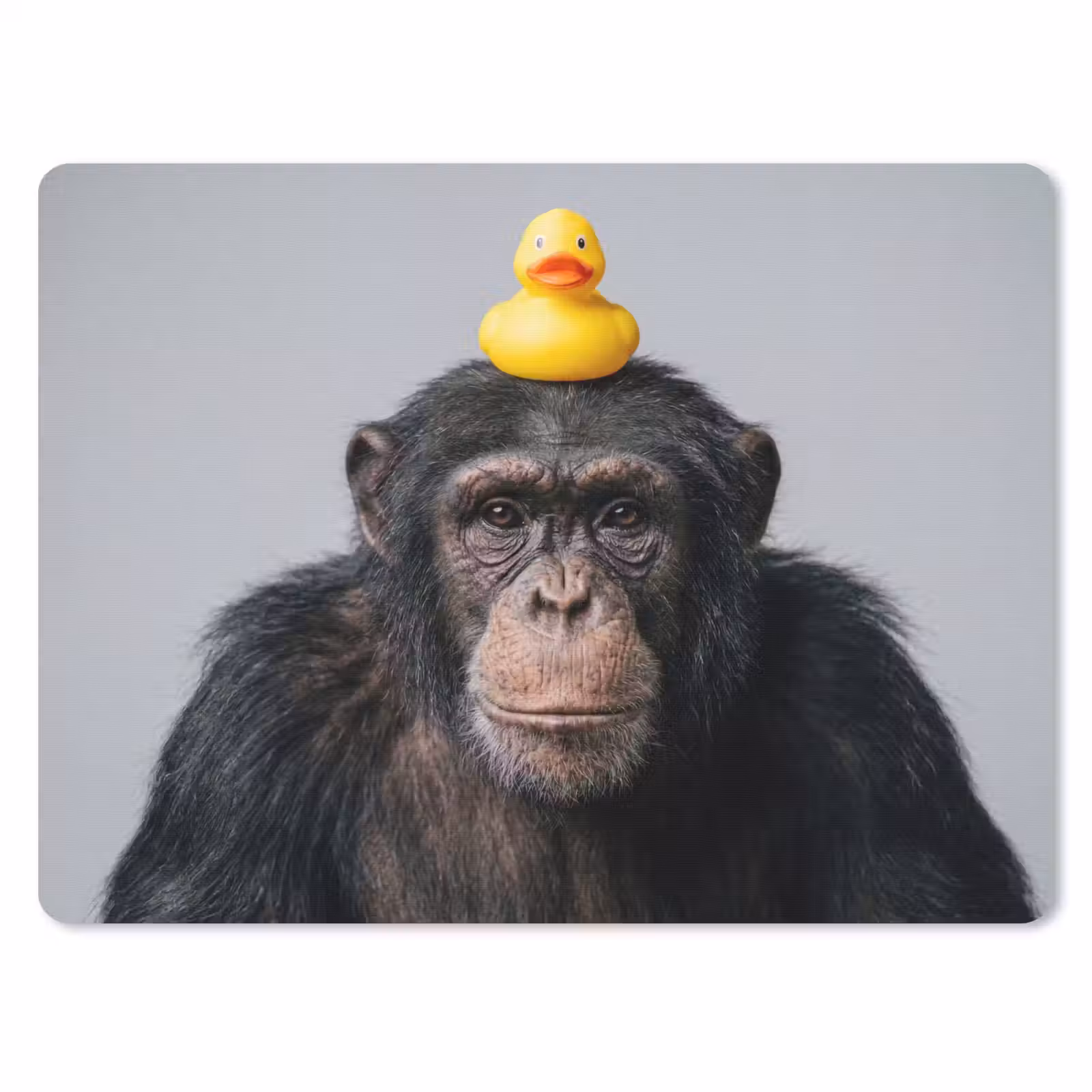 Muismat - Chimpansee - Badeend - Grijs — 1