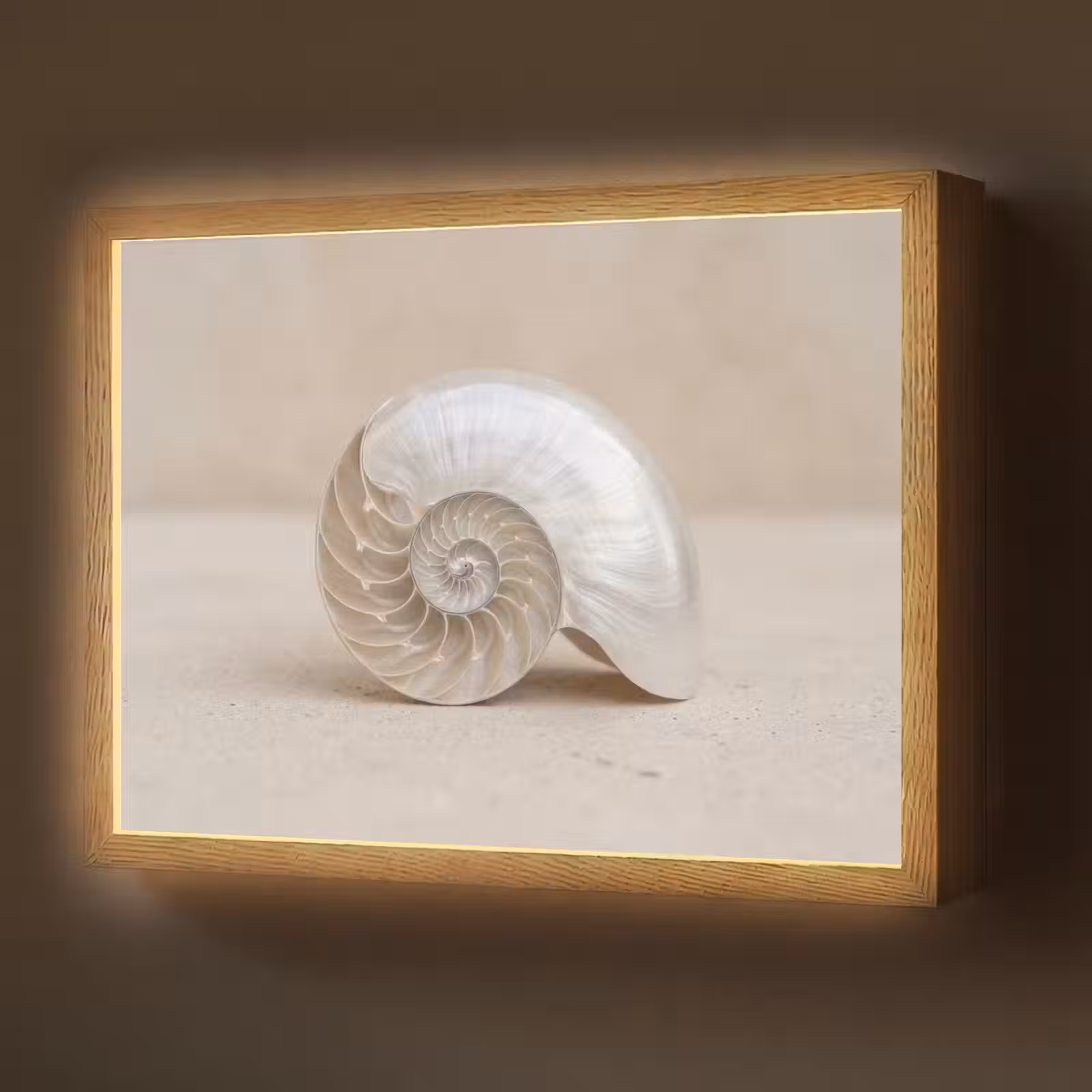 Lightbox - Wandlamp - Schelp - Spiraal - Beige — 1