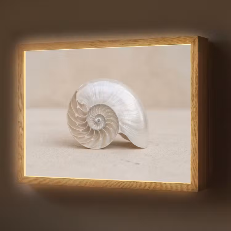 Lightbox - Wandlamp - Schelp - Spiraal - Beige — 1