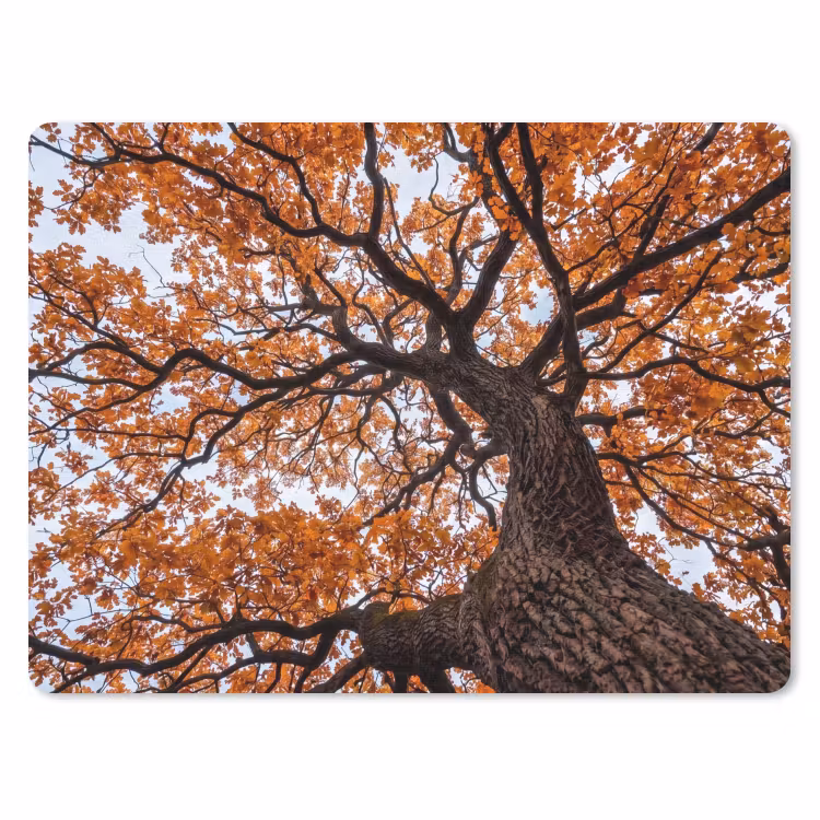 Muismat - Boom - Bladerdak - Herfst - Oranje - Sfeervol — 1