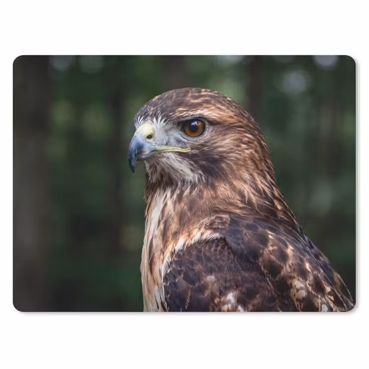 Muismat - Buizerd - Roofvogel - Natuur - Bruin — 1