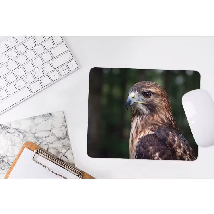 Muismat - Buizerd - Roofvogel - Natuur - Bruin — 2