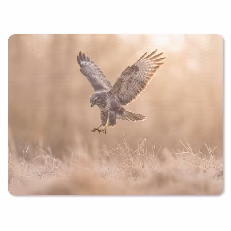 Muismat - Buizerd - Roofvogel - Natuur - Bruin — 1