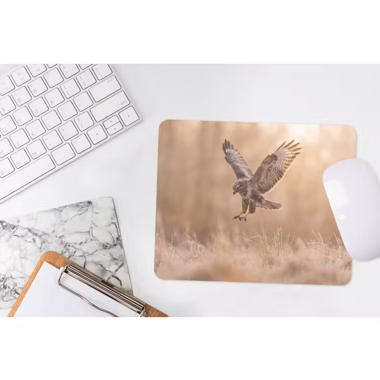 Muismat - Buizerd - Roofvogel - Natuur - Bruin — 2