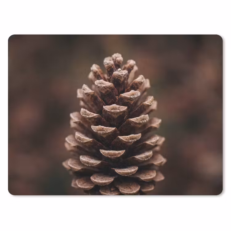 Muismat - Dennenappel - Bos - Herfst - Bruin - Sfeervol — 1