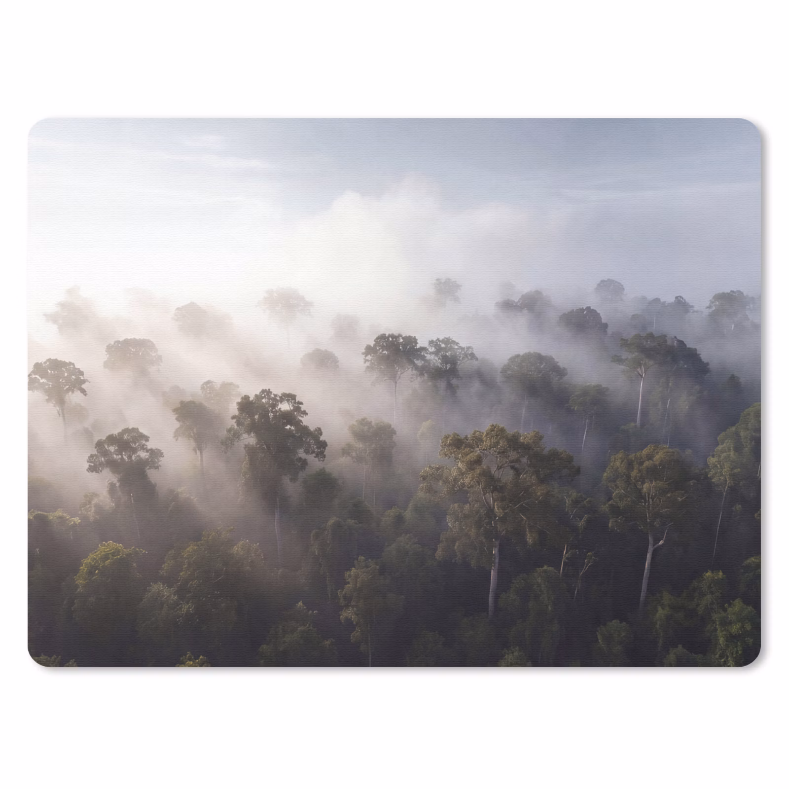 Muismat - Bos - Mist - Natuur - Groen — 1