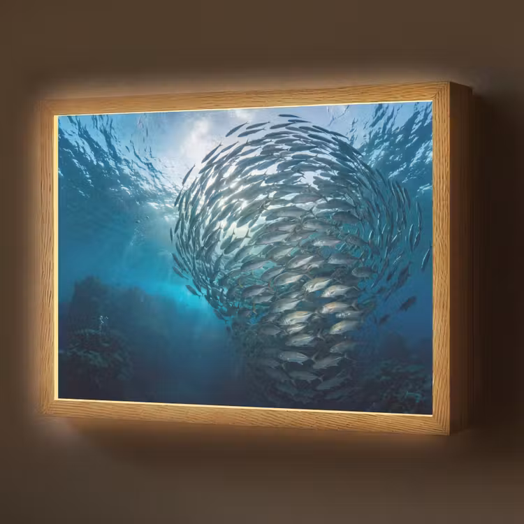 Lightbox - Wandlamp - Vis - School - Oceaan - Natuur - Blauw — 1