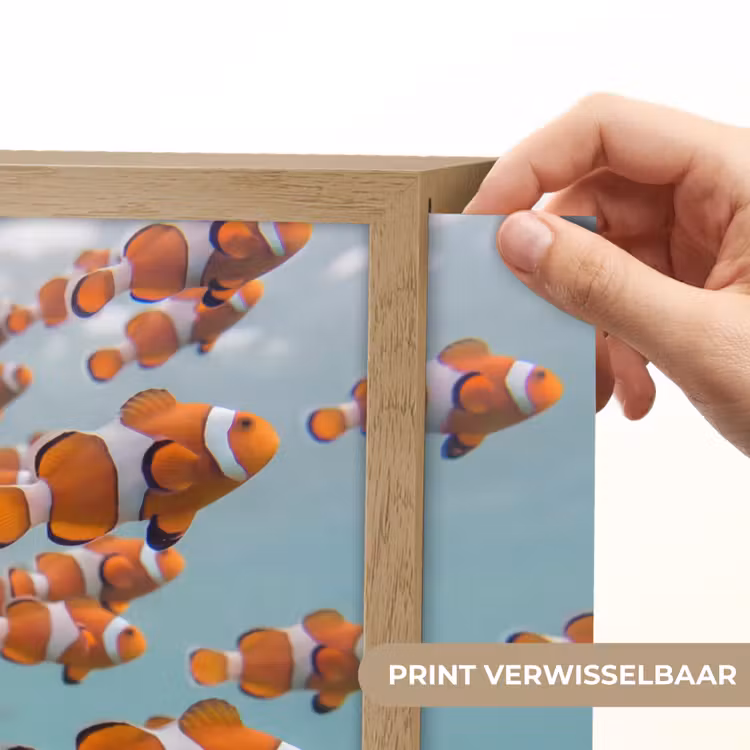 Lightbox - Wandlamp - Vis - School - Onderwater - Dieren - Oranje — 5