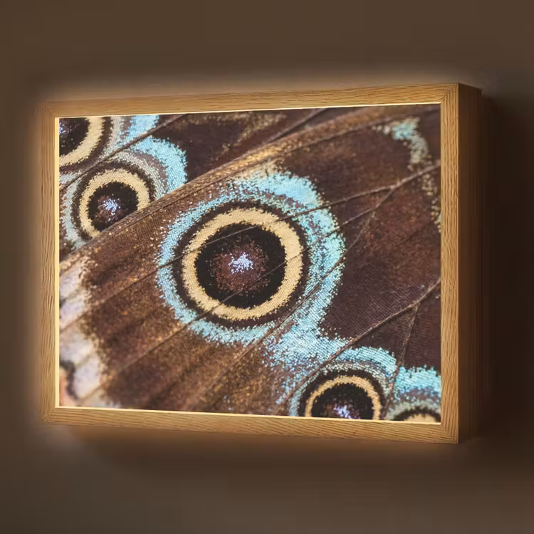 Lightbox - Wandlamp - Vleugels - Vlinder - Blauw — 1