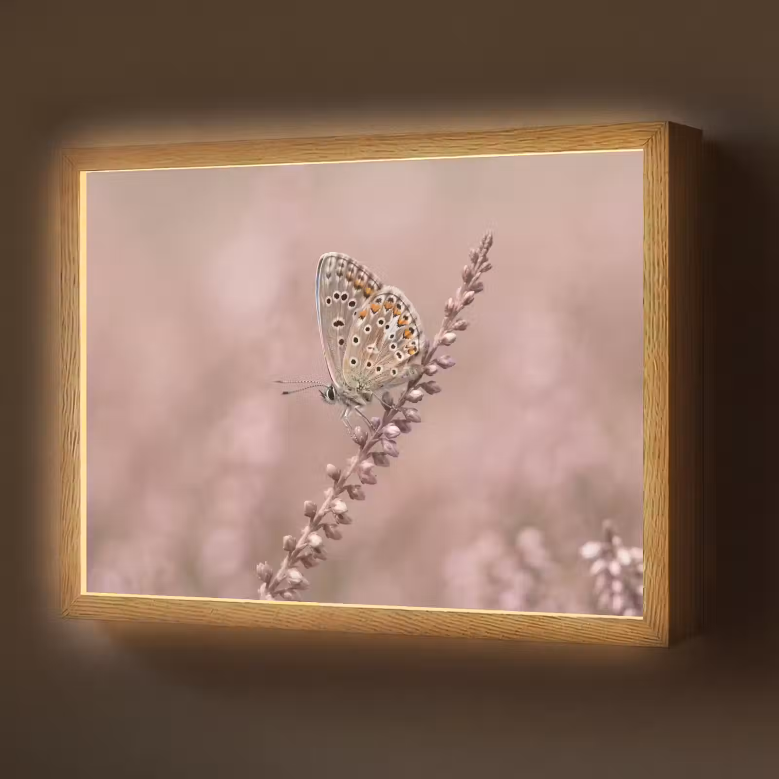 Lightbox - Wandlamp - Lavendel - Vlinder - Paars — 1