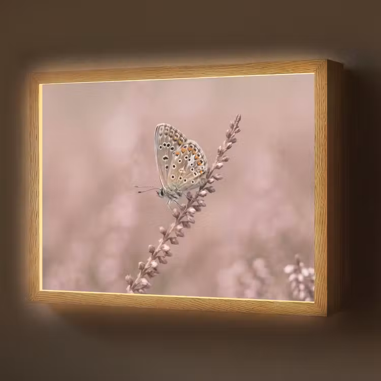 Lightbox - Wandlamp - Lavendel - Vlinder - Paars — 1