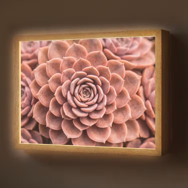 Lightbox - Wandlamp - Vetplant - Organisch - Roze — 1