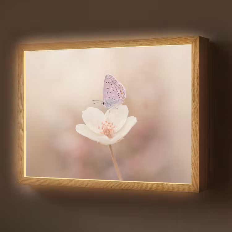 Lightbox - Wandlamp - Vlinder - Bloem - Blauw — 1