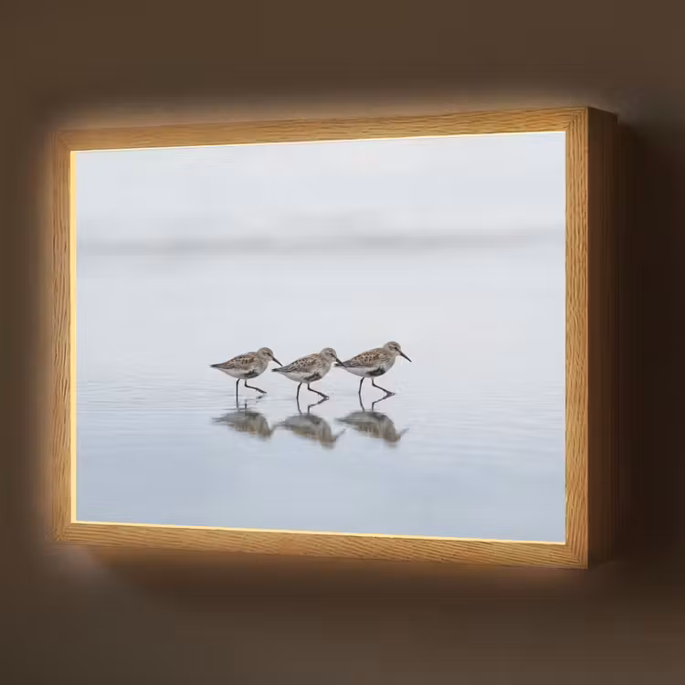 Lightbox - Wandlamp - Vogels - Water - Grijs — 1