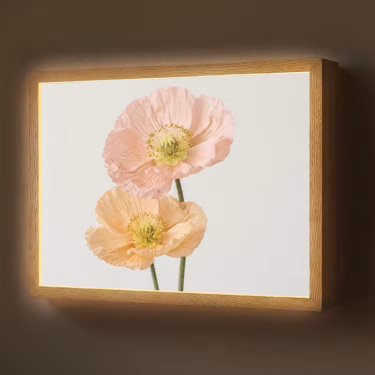 Lightbox - Wandlamp - Papavers - Botanisch - Roze — 1