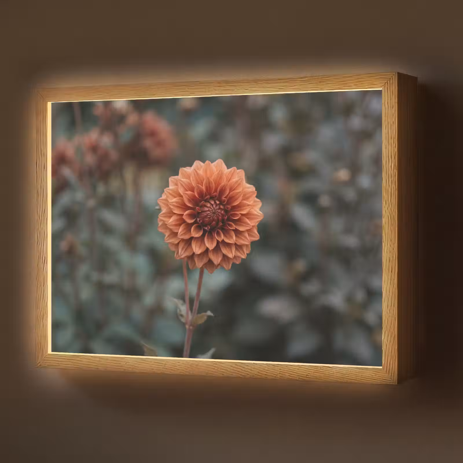 Lightbox - Wandlamp - Dahlia - Bloem - Natuur - Sfeervol — 1