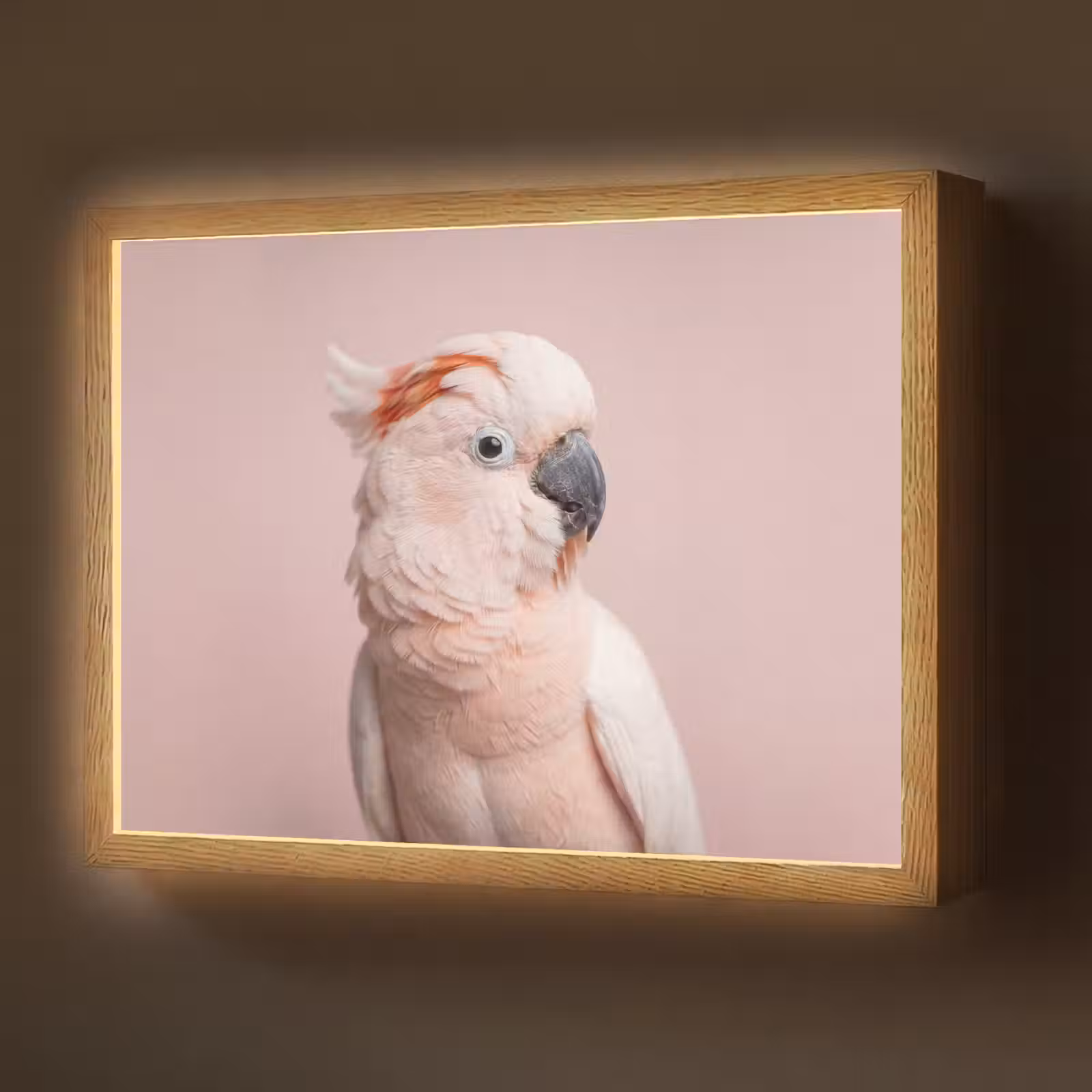 Lightbox - Wandlamp - Kaketoe - Portret - Roze — 1