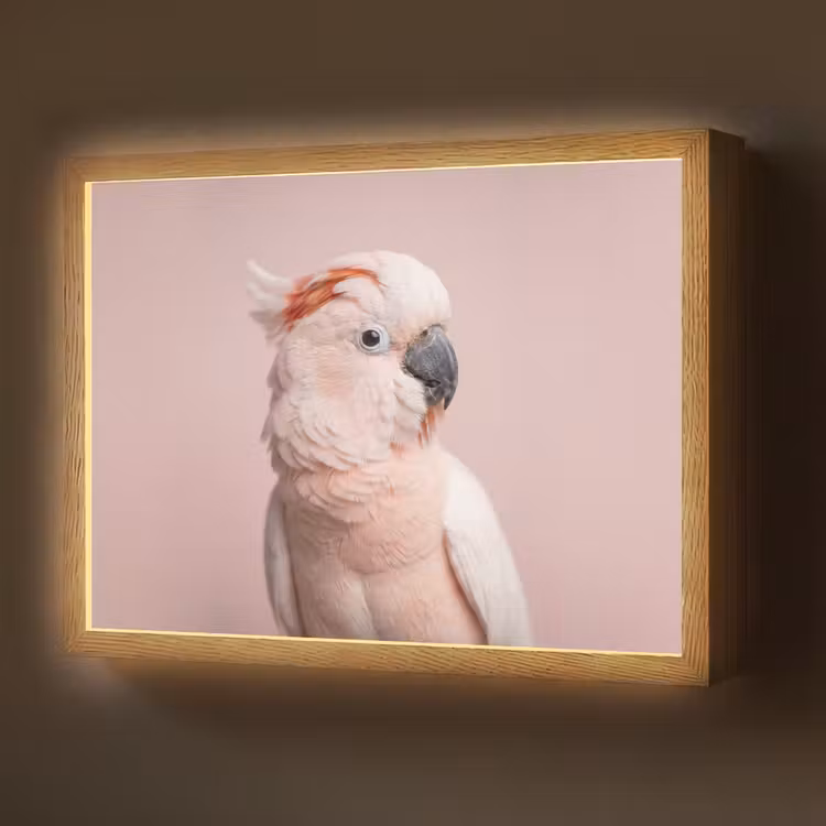 Lightbox - Wandlamp - Kaketoe - Portret - Roze — 1