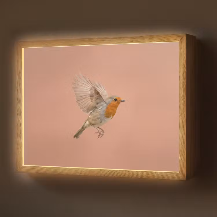 Lightbox - Wandlamp - Roodborst - Natuur - Roze — 1