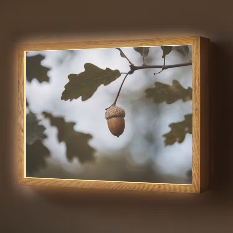 Lightbox - Wandlamp - Eikel - Eikenblad - Bos - Herfst - Natuur — 1