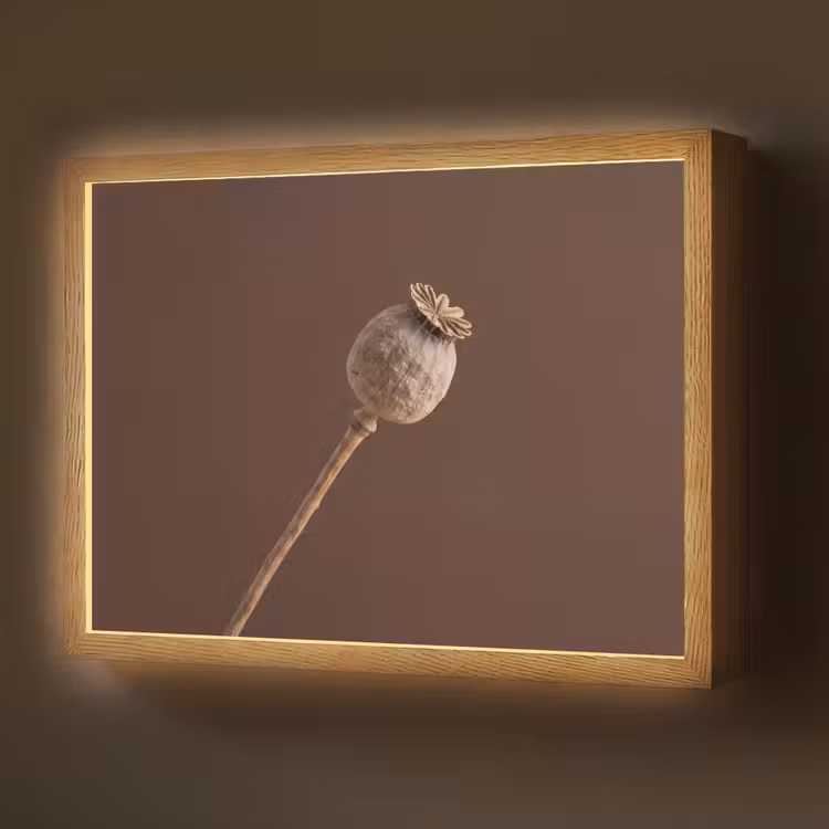 Lightbox - Wandlamp - Papaverbol - Droogbloem - Bruin - Minimalistisch — 1