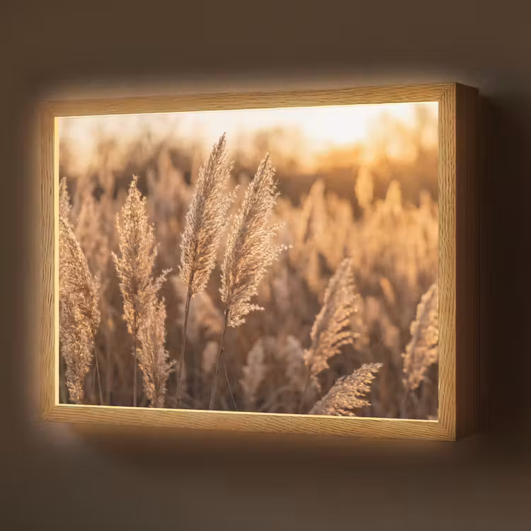 Lightbox - Wandlamp - Rietpluimen - Gras - Zonsondergang - Goud - Serene — 1