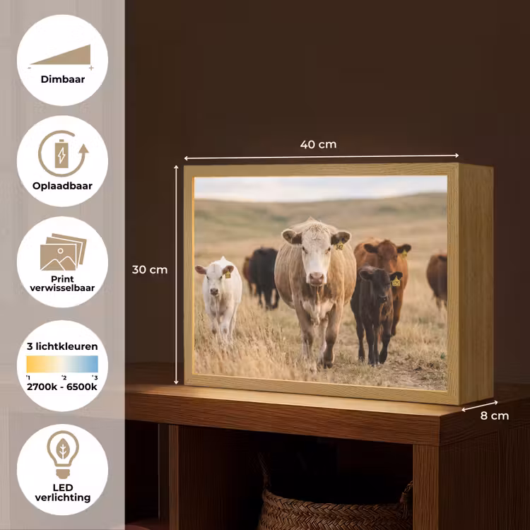 Lightbox - Wandlamp - Runderen - Kudde - Landschap - Weide - Rustig — 10