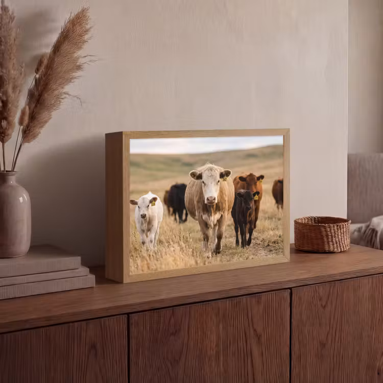 Lightbox - Wandlamp - Runderen - Kudde - Landschap - Weide - Rustig — 4