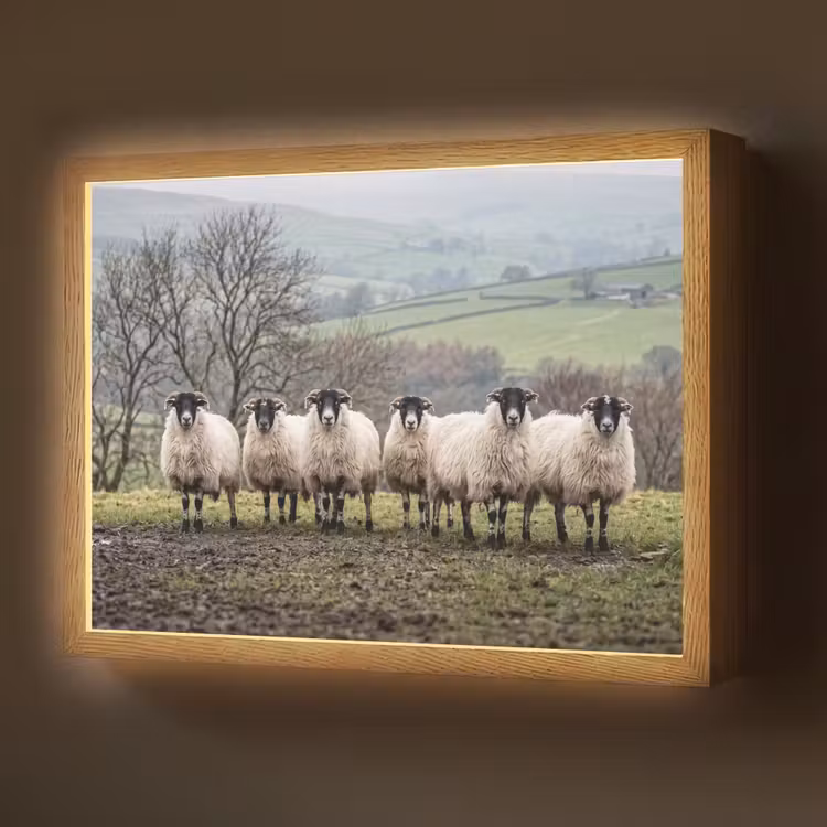 Lightbox - Wandlamp - Schapen - Rij - Weide - Dieren - Platteland — 1