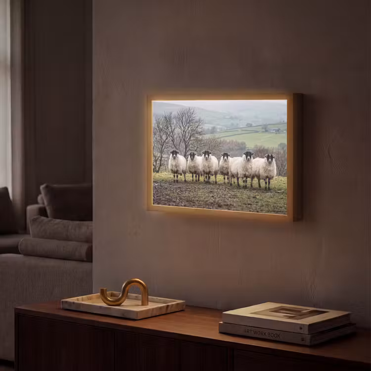 Lightbox - Wandlamp - Schapen - Rij - Weide - Dieren - Platteland — 2