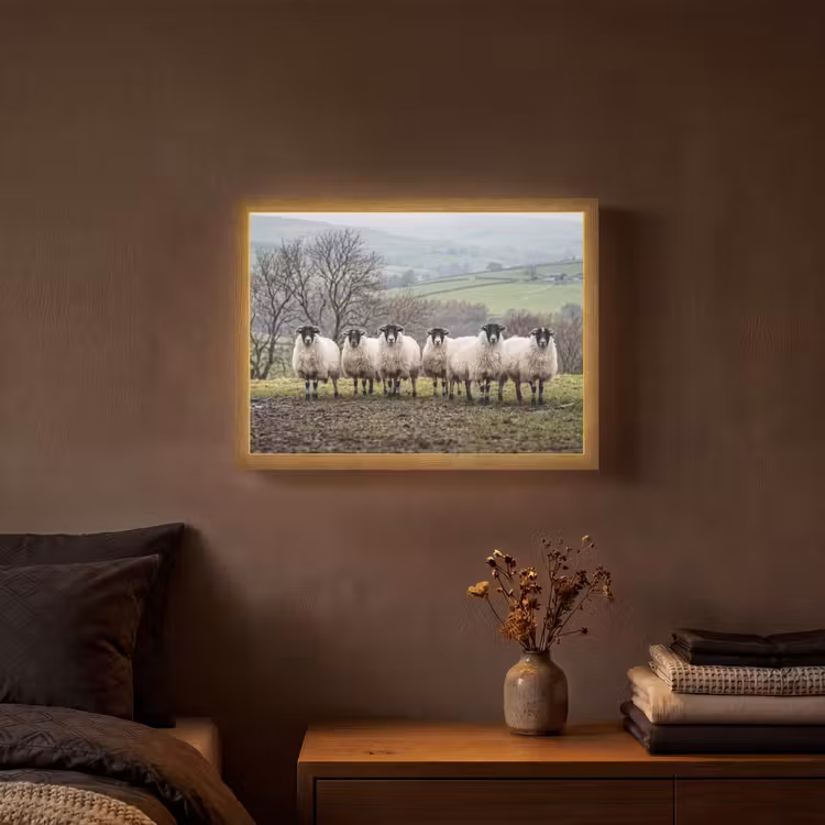 Lightbox - Wandlamp - Schapen - Rij - Weide - Dieren - Platteland — 3