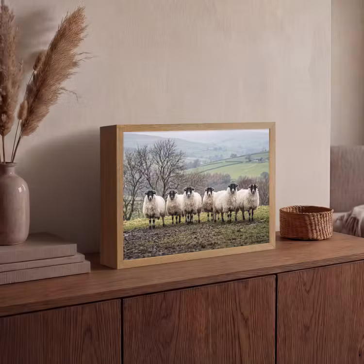 Lightbox - Wandlamp - Schapen - Rij - Weide - Dieren - Platteland — 4