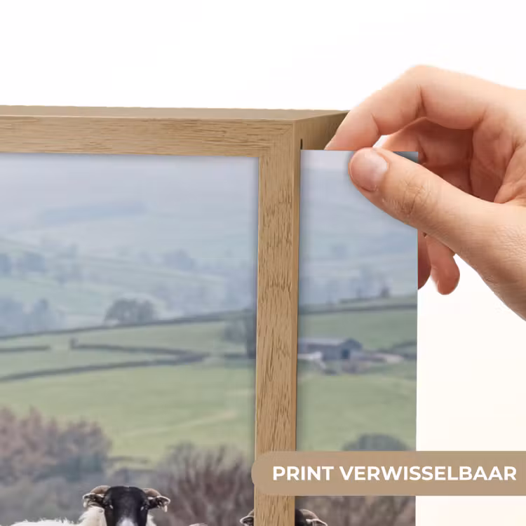 Lightbox - Wandlamp - Schapen - Rij - Weide - Dieren - Platteland — 5