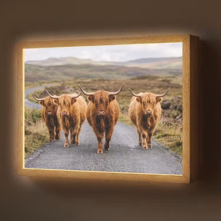 Lightbox - Wandlamp - Schotse Hooglanders - Weg - Landschap - Kudde — 1