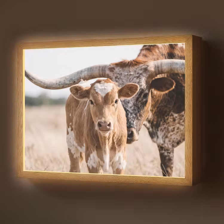 Lightbox - Wandlamp - Texas Longhorn - Kalf - Weide - Dieren — 1