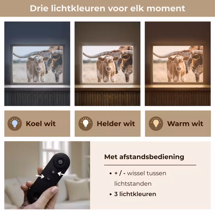 Lightbox - Wandlamp - Texas Longhorn - Kalf - Weide - Dieren — 8