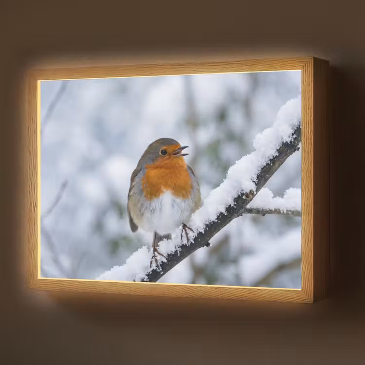 Lightbox - Wandlamp - Roodborstje - Tak - Sneeuw - Winter - Levendig — 1