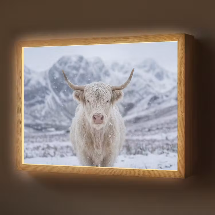 Lightbox - Wandlamp - Schotse Hooglander - Sneeuw - Bergen - Winter — 1