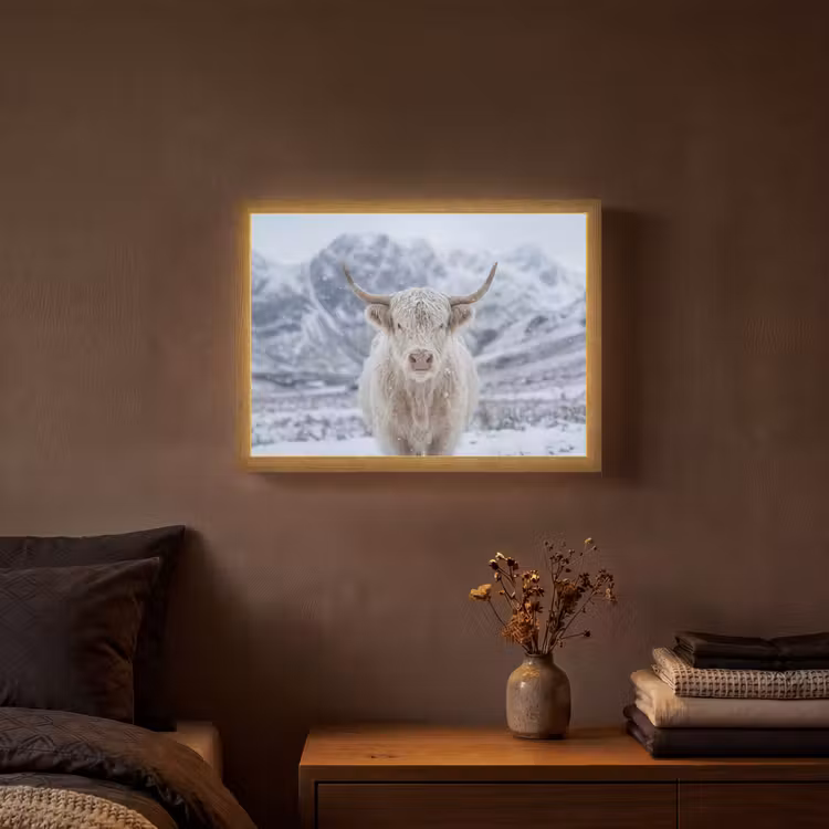 Lightbox - Wandlamp - Schotse Hooglander - Sneeuw - Bergen - Winter — 3