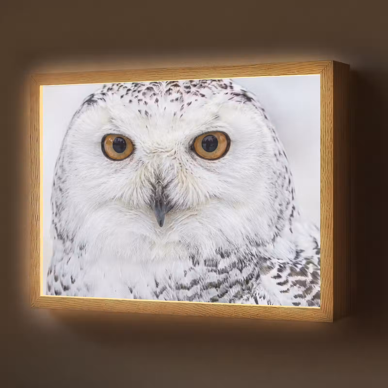 Lightbox - Wandlamp - Sneeuwuil - Oog - Wildlife - Wit — 1