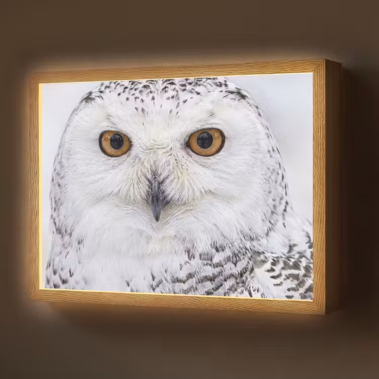 Lightbox - Wandlamp - Sneeuwuil - Oog - Wildlife - Wit — 1