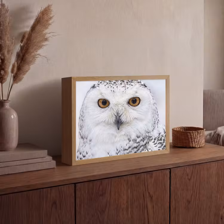 Lightbox - Wandlamp - Sneeuwuil - Oog - Wildlife - Wit — 4