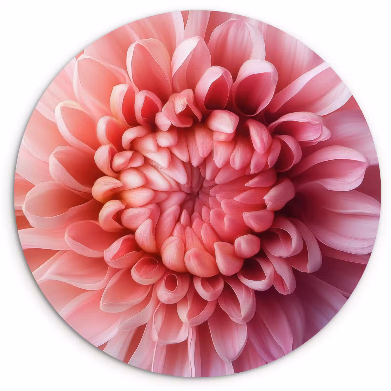 Muurcirkel - Dahlia - Bloem - Close up - Roze — 1
